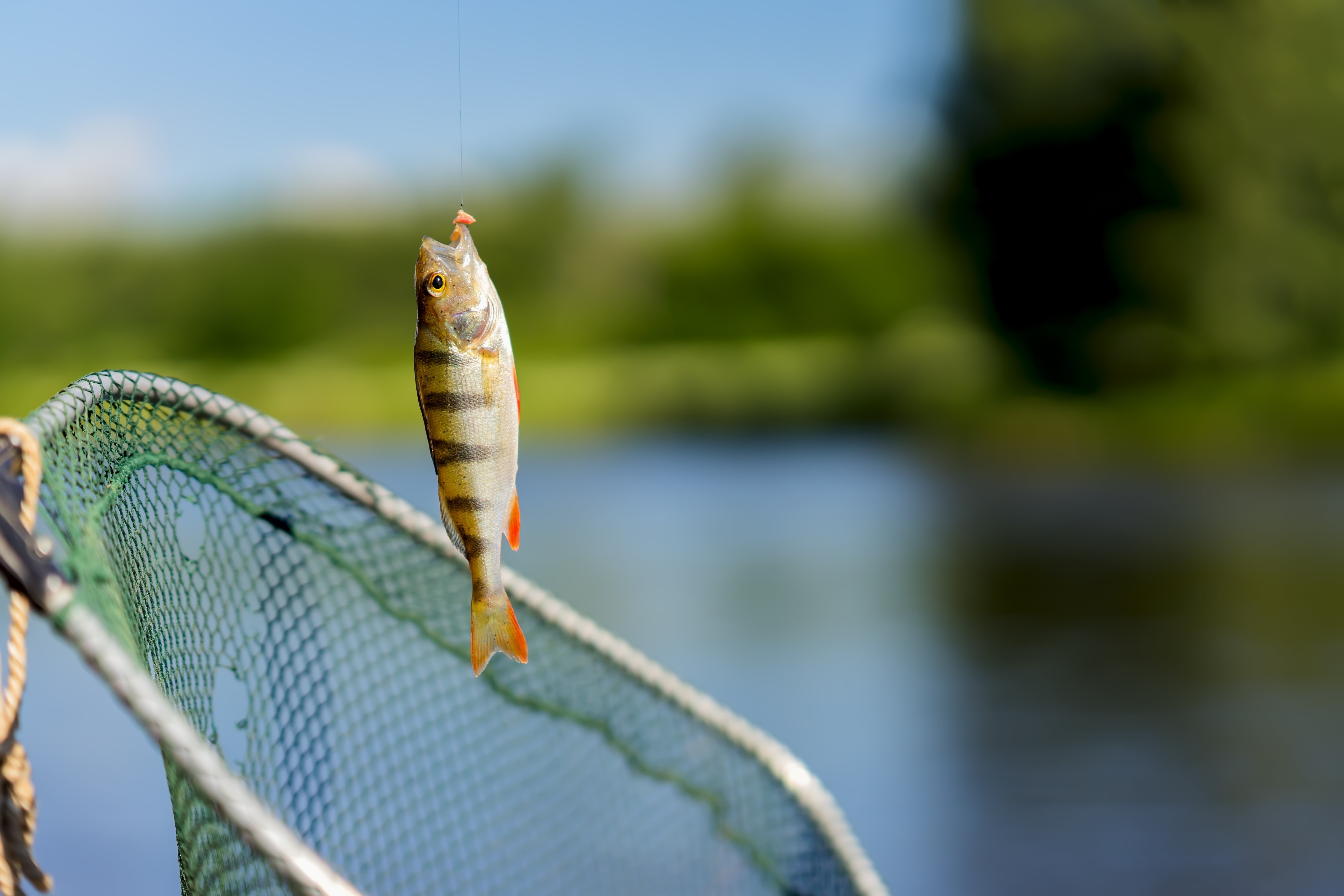 shutterstock_2326098885